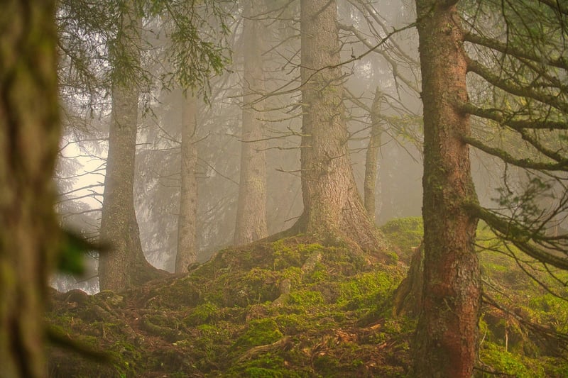 Forest Escapade